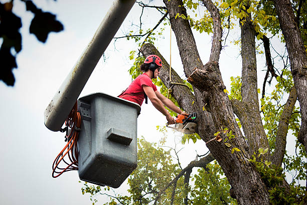 Best Tree Trimming and Pruning  in Thief River Falls, MN